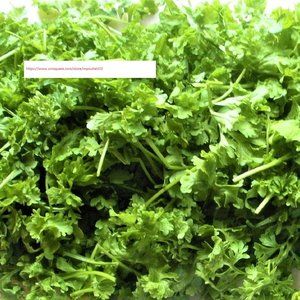 Curled Cress Seeds - Vegetable Seeds - BOGO